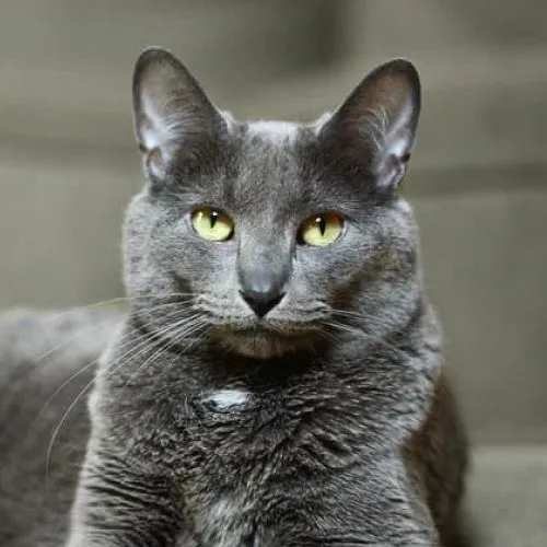 Korat Cat