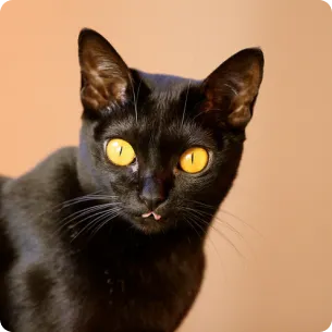 Bombay Cat
