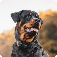 Rottweiller
