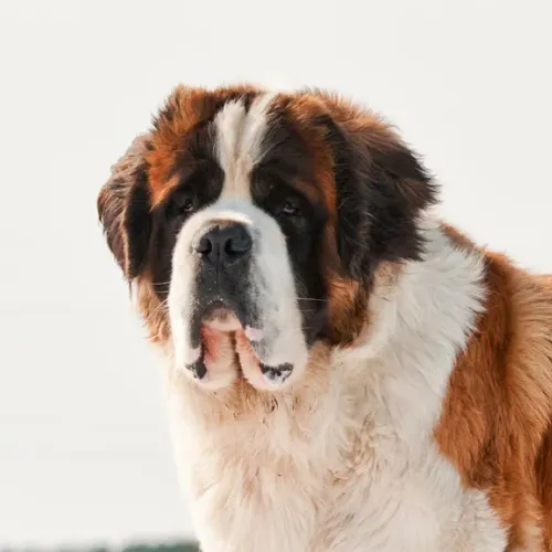 Saint Bernard