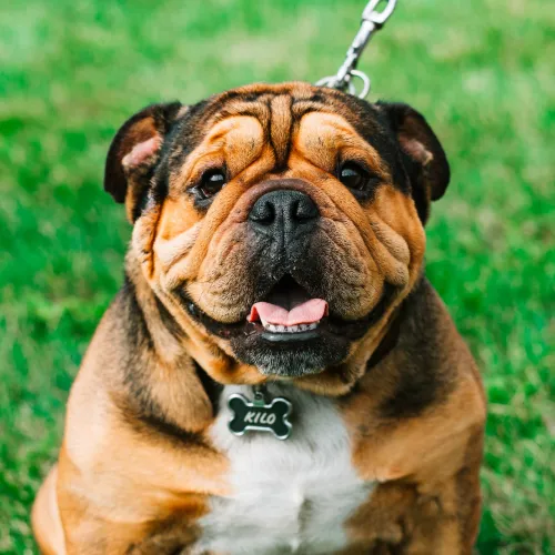 Bulldog