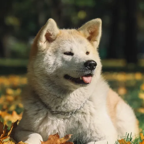 Akita dog lies in autumn leaves looking happy white and light brown fur visible