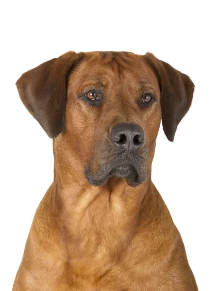 Rhodesian Ridgeback