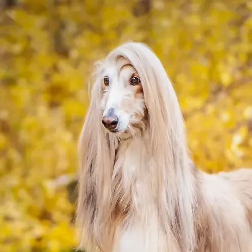 Afghan Hound with long light fur standing outdoors against a blurred yellow leafy background