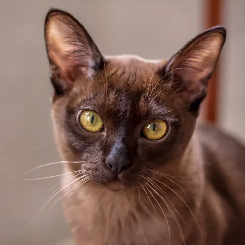Burmese Cat