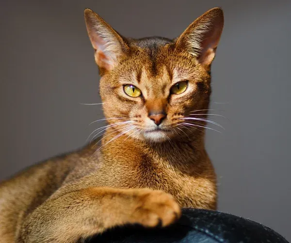 Abyssinian