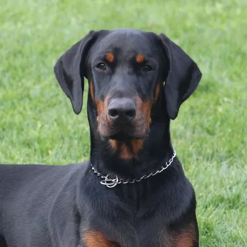Doberman Pinscher