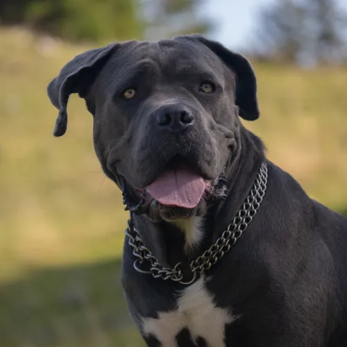 Cane Corso