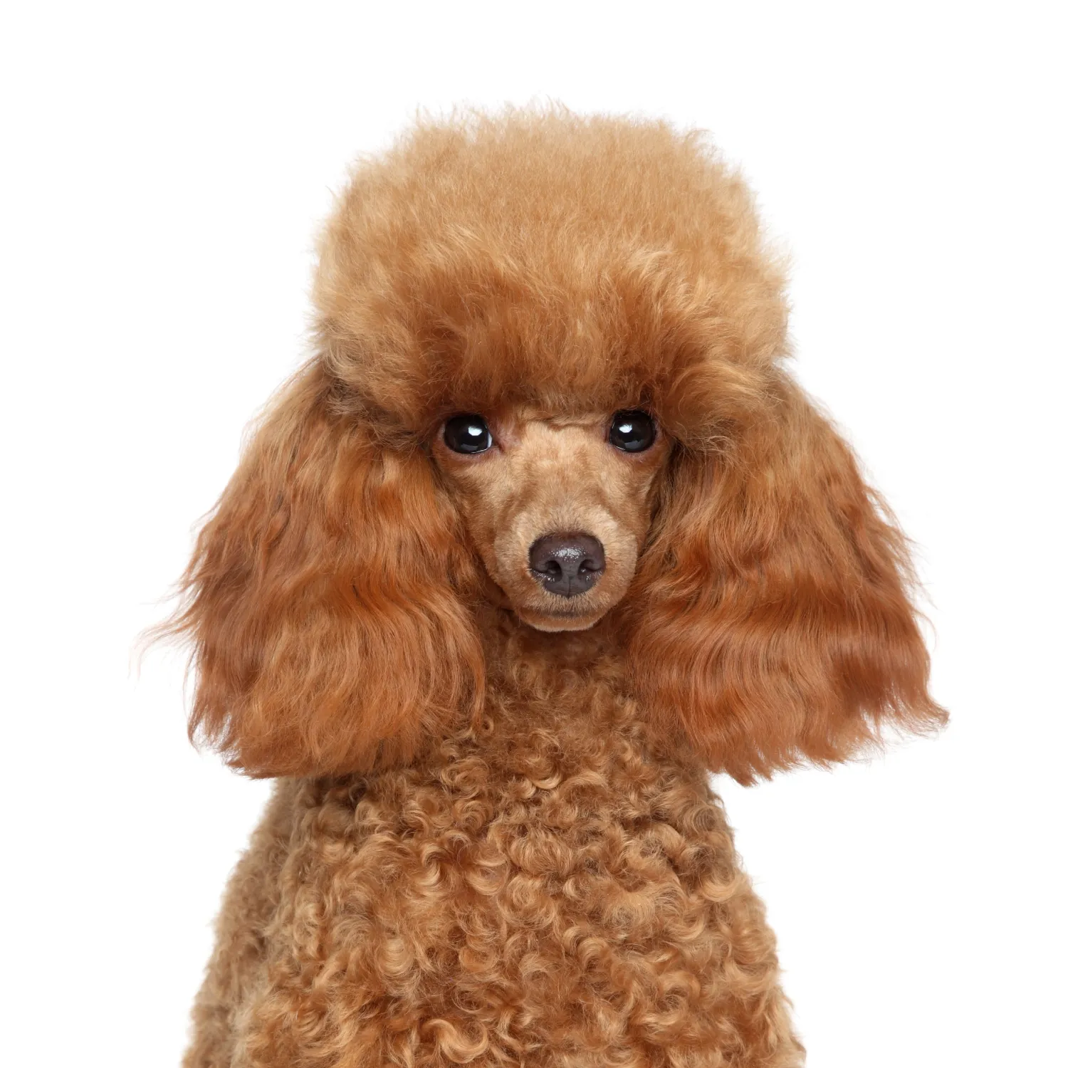 Poodle