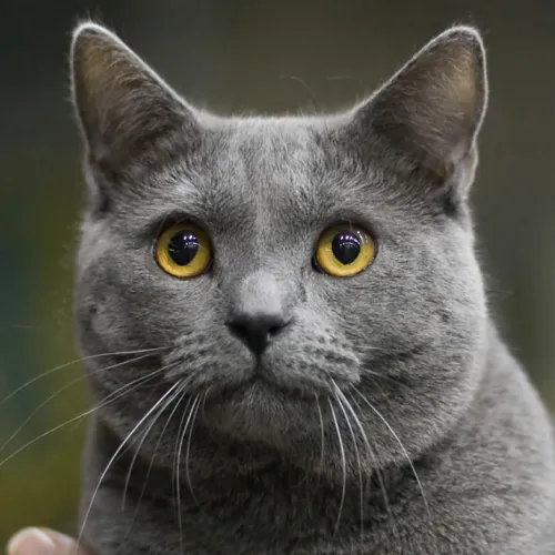 Chartreux Cat Breed