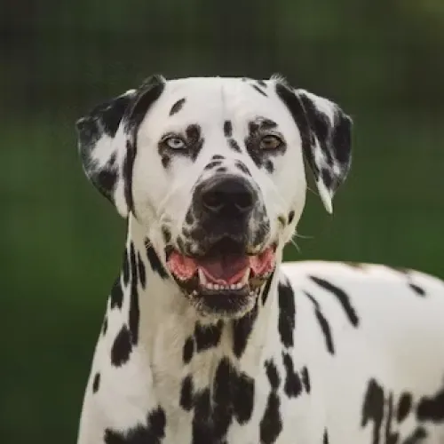 Dalmatian