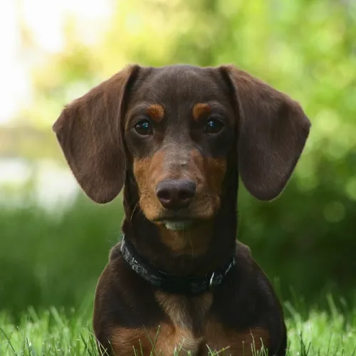 Dachshund