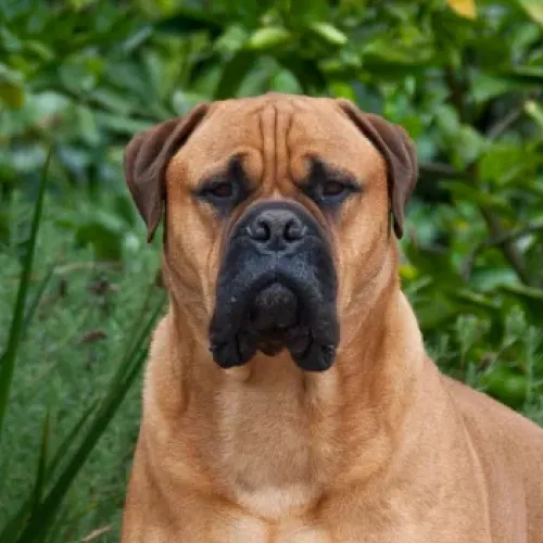 Bull Mastiff