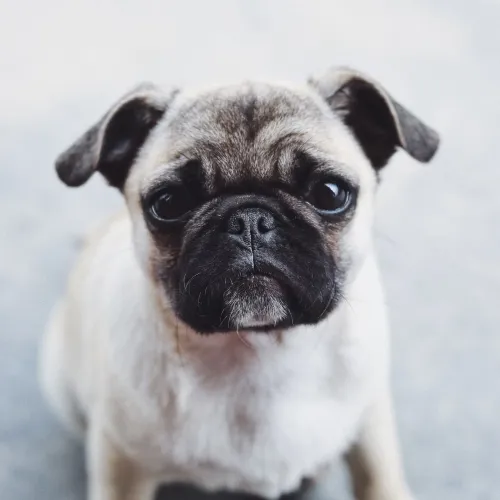 Pug