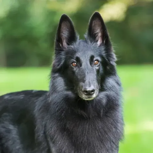 Belgian Shepherd