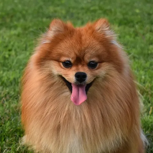 Pomeranian