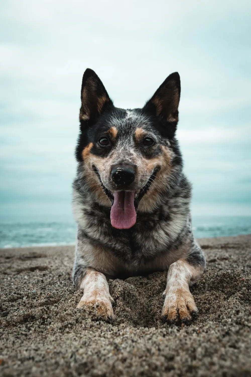 Australian Cattle Dog