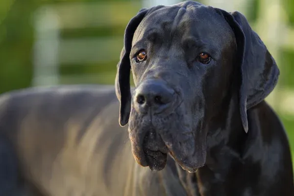 Great Dane