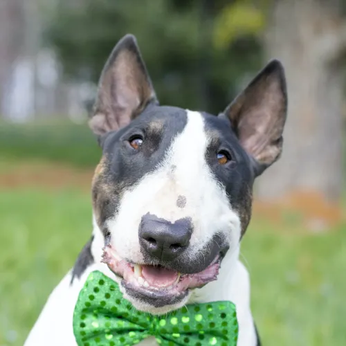 Bull Terrier