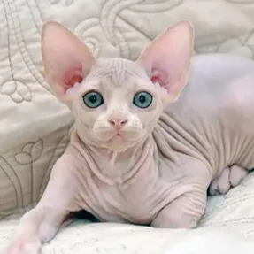 Sphynx Cat