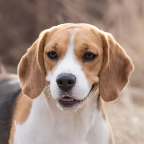 Beagle