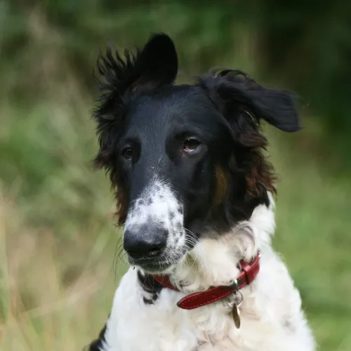 Borzoi