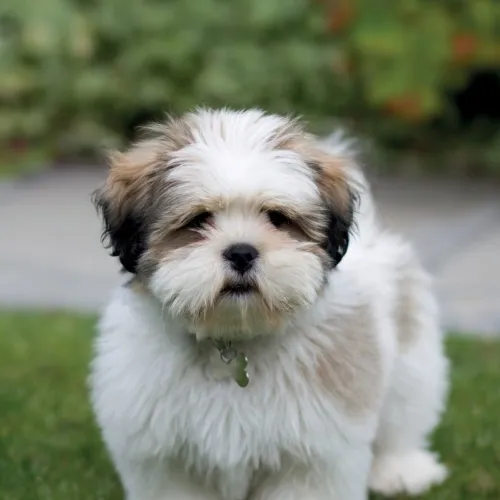 Lhasa Apso