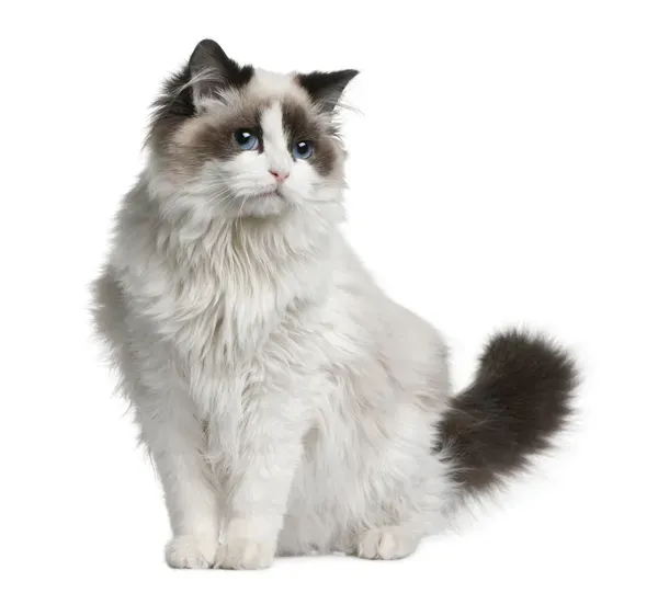 Ragdoll Cat