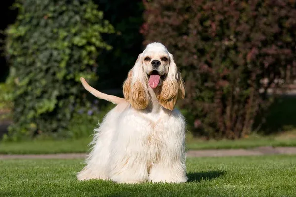 American Cocker Spaniel