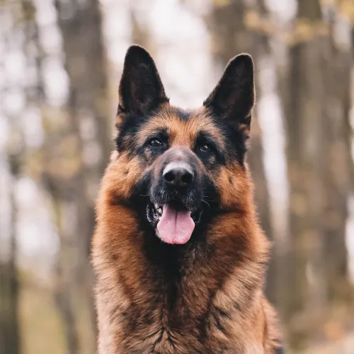 German Shepherd