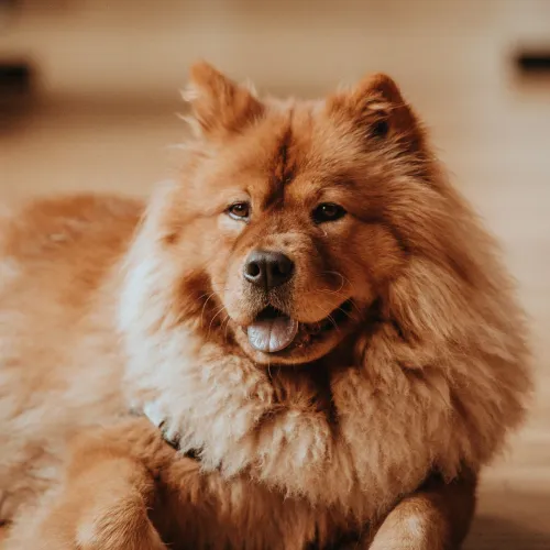 Chow Chow