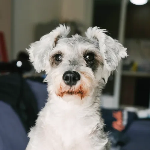 Miniature Schnauzer