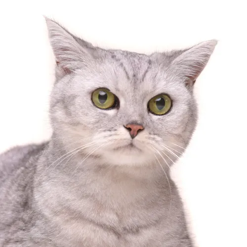 British Shorthair Cat