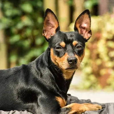 Miniature Pinscher