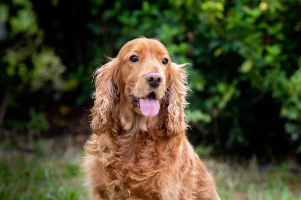English Cocker Spaniel