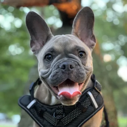 French Bulldog