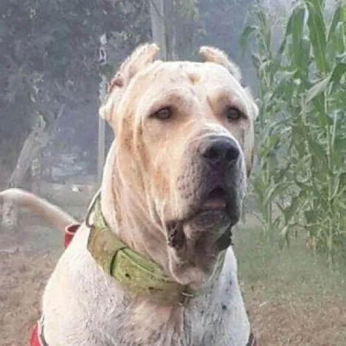 Bully Kutta