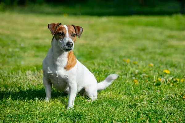 Jack Russel Terrier