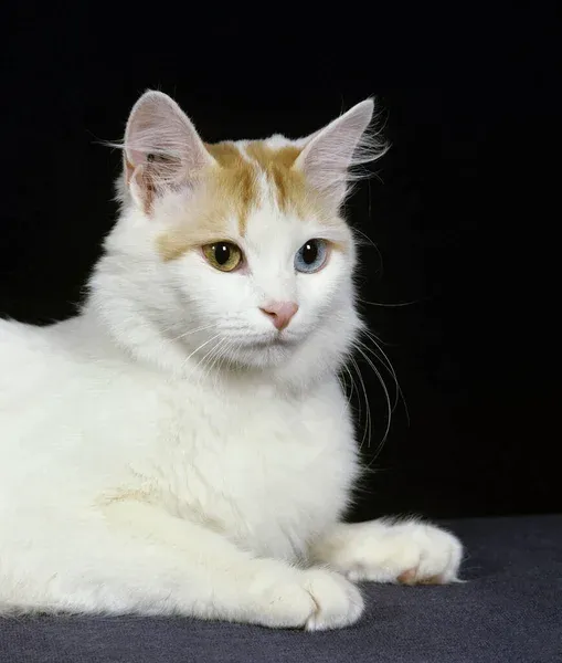 Turkish Van