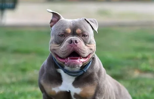 American Bully