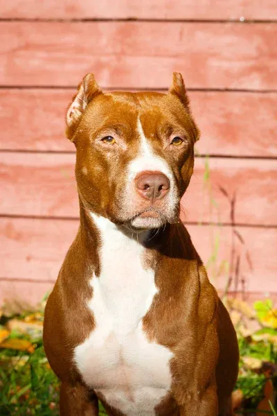 American Pit Bull Terrier