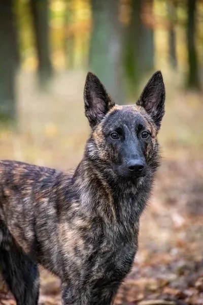 Dutch Shepherd