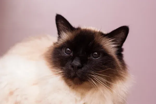 Birman Cat