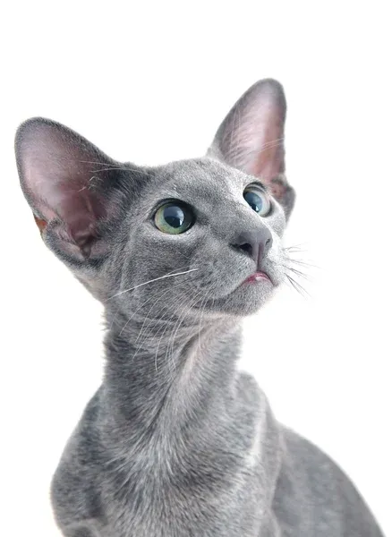 Oriental Shorthair