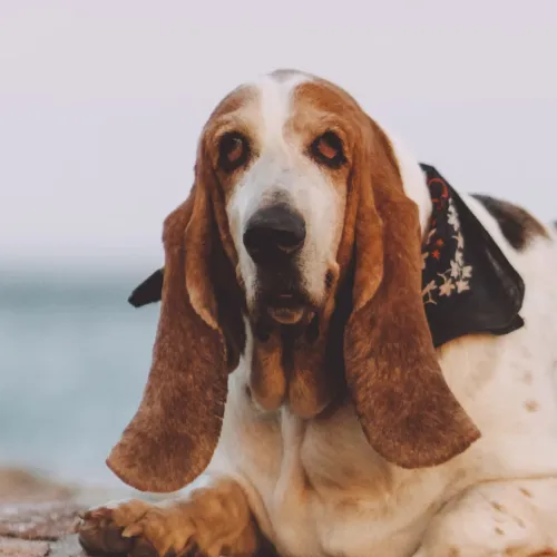 Basset Hound