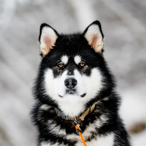 Alaskan Malamute