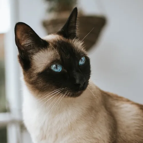 Siamese Cat