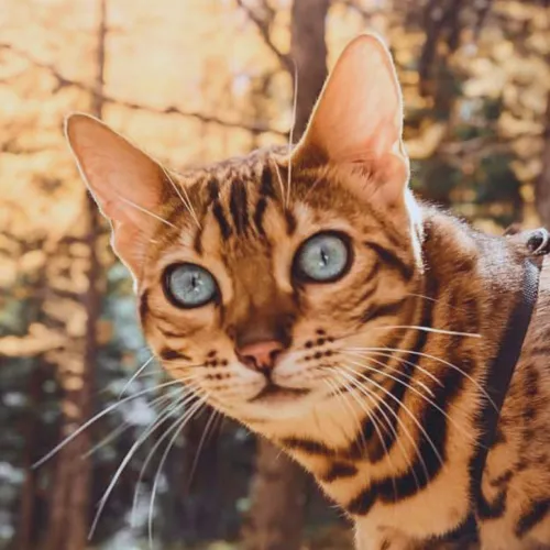 Bengal Cat