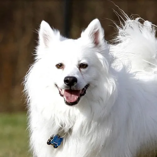 American Eskimo Dog