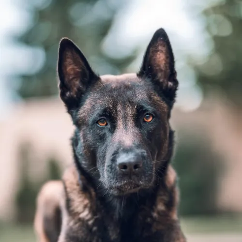 Belgian Malinois